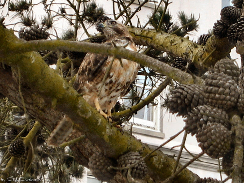 A Red-tailed Hawk
