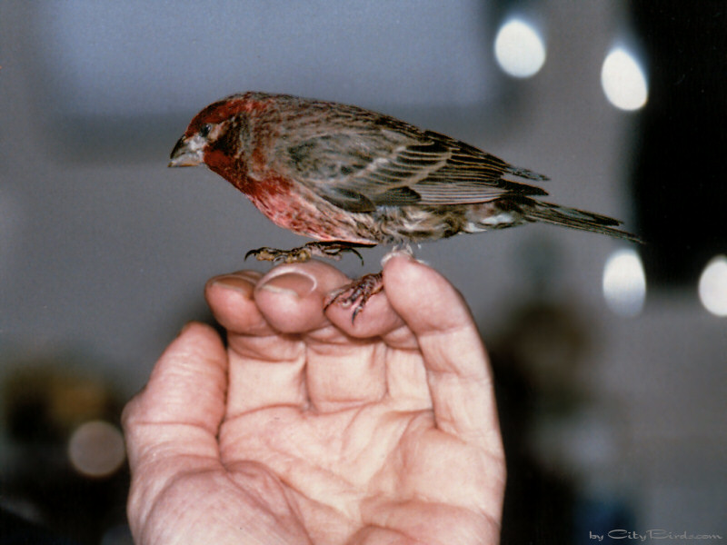Red the Blind House Finch