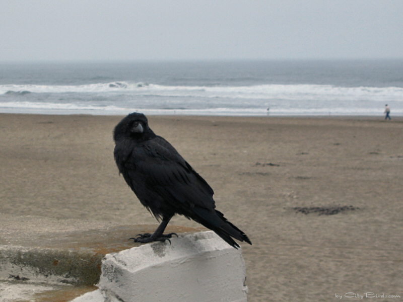 A Raven at Ocean Beach, SF