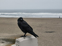 Friendly Raven at Ocean Beach, San Francisco
