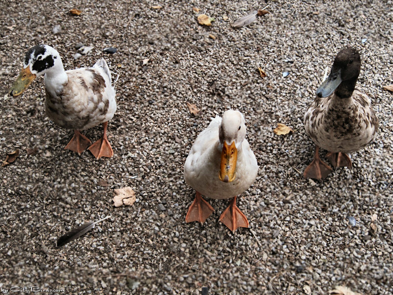 Some Ducks of Lake Merritt