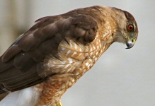 The Sharp-shinned Hawk is surveying the gardens and trees below in search of a small bird to eat.