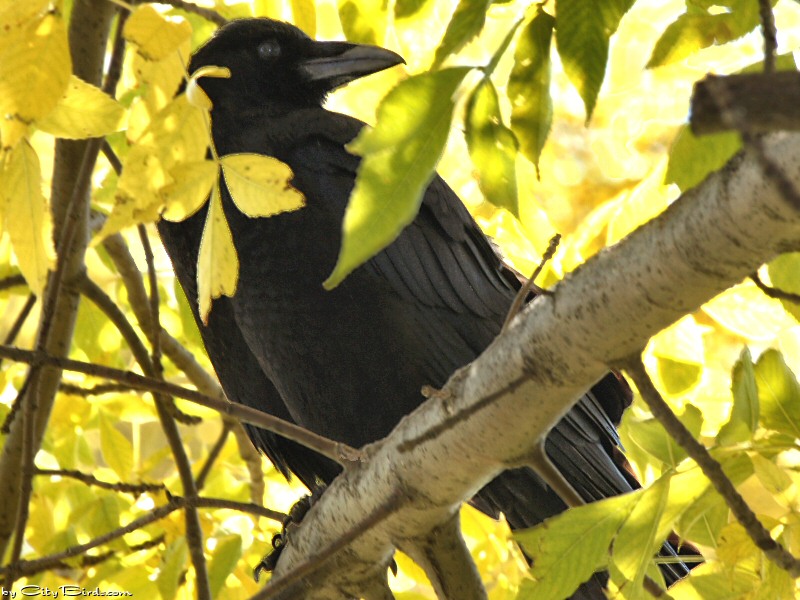 A Raven Relaxes Surrounded by the Colors of Fall Near Duluth, MN