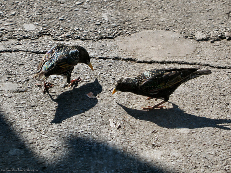 Two European Starlings
