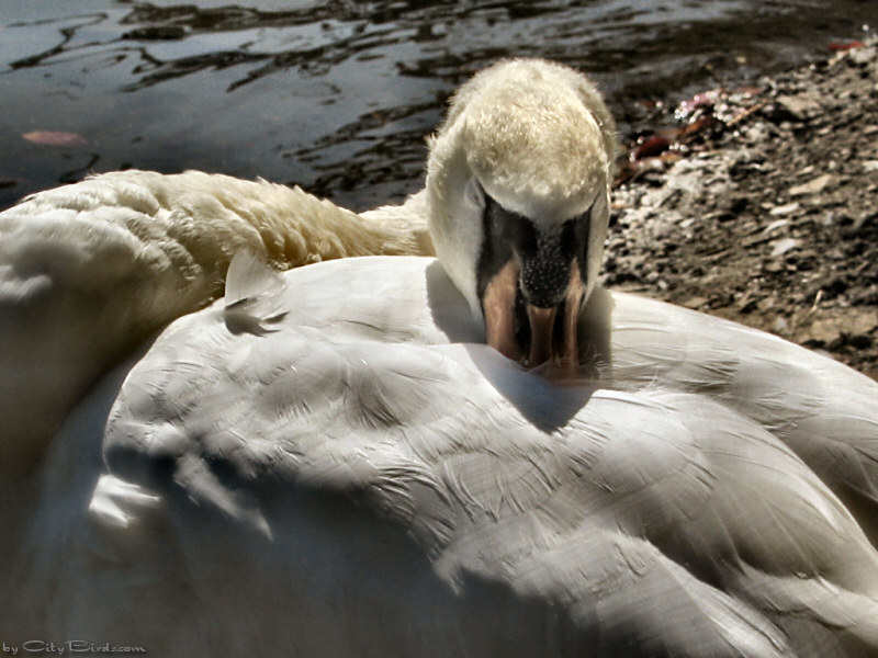 Mute Swan