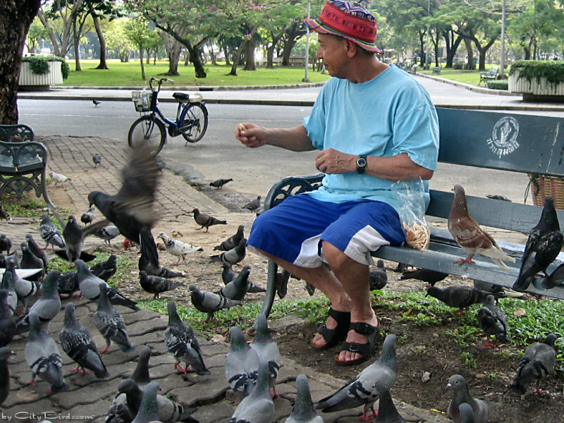 Pigeon Feeding in Bangkok