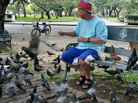 Feeding Pigeons in Bangkok