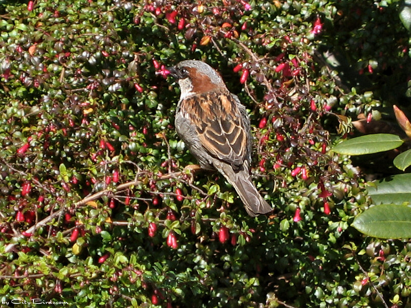 House Sparrow