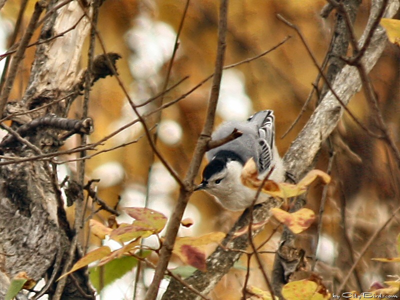 White-breasted Nuthatch During Autumn in Duluth, Minnesota
