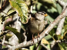 A White-crowned Sparrow relaxes at the Fort Mason Gardens, San Francisco.  Photographed with a Canon SX40 HS camera.