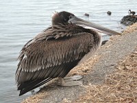 A Young Brown Pelican at Lake Merritt, Oakland, CA