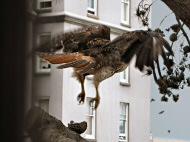 Red-tailed Hawk Red-tailed Hawk