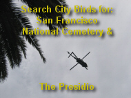 City Birds Search Engine
