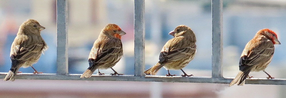 Four House Finches