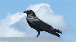 A Fine San Francisco Crow
