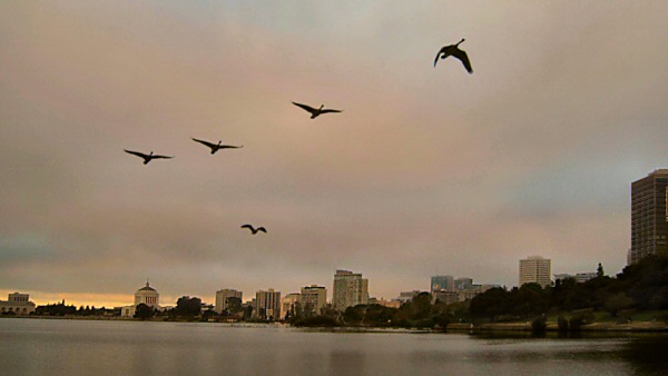 Early Morning Flight of Canada Geese Lake Merritt, Oakland, CA