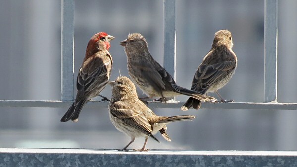 House Finch Chicks Begging for Food