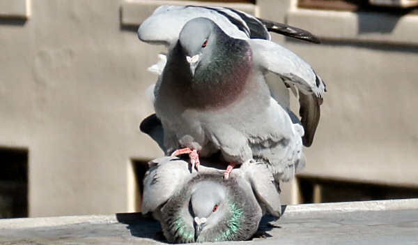 San Francisco Pigeons Mating, Spring 2016