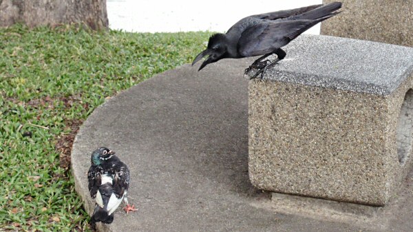 A Bangkok Jungle Crow Toying with a Startled Pigeon