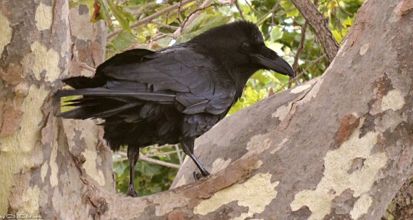 A Beautiful Raven of Lake Merritt, Oakland, CA
