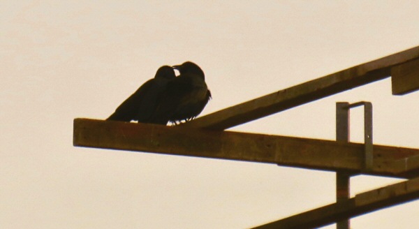 At Dusk Two Affectionate Crows are Seen