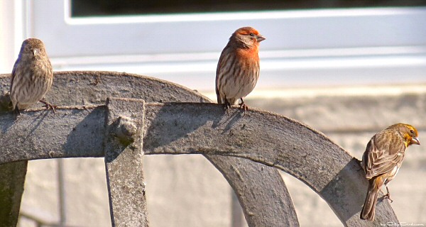 Concrete Jungle Birds, like these House Finches, Perch where they Can