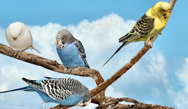 Four of a Large Collection of Budgies at the Toledo, Ohio Zoo