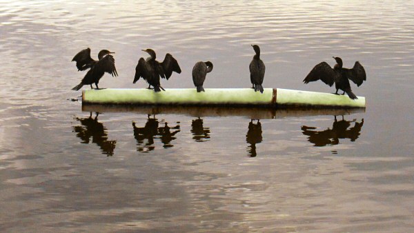 Cormorants at Lake Merritt, Oakland, CA