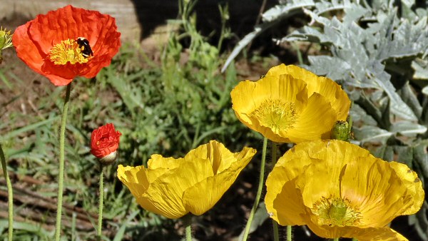 Poppies and a Bee