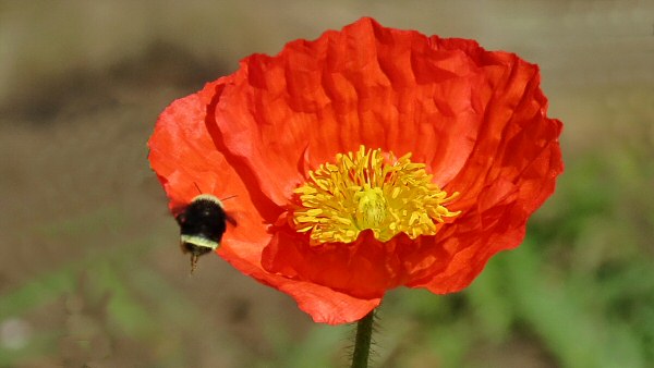 Red Poppy and Bee