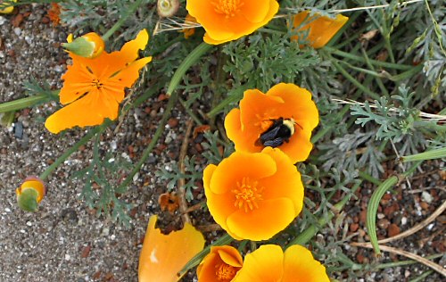 California Poppies and Bee