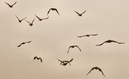 Ravens in Flight