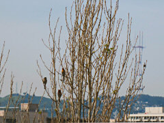 House Finches Resting on Poplar Trees in San Francisco