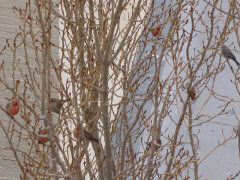 House Finches Resting on Poplar Trees in San Francisco