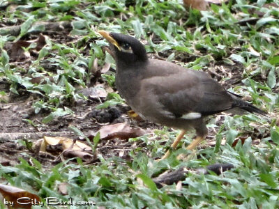 A Myna Enjoying Some Park Ground Cover in Bangkok