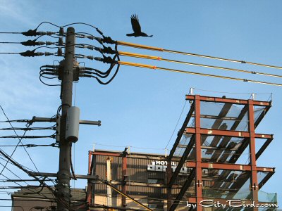 A Kyoto Jungle Crow at Home in the City