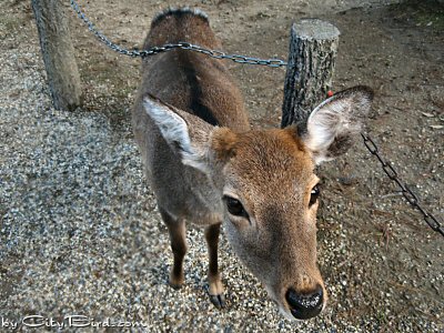 Deer of Nara, Japan, Free and Tame, are a Joy to the People