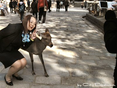 The Deer of Nara, Japan Provide Good Photo Opportunities