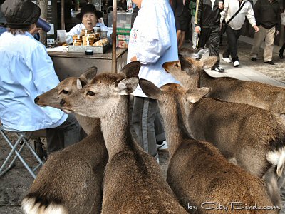 Deer of Nara, Japan Waiting for Treats