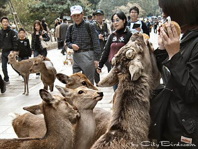 While Adult Deer Eat Treats, the Fawns Wait Their Turn