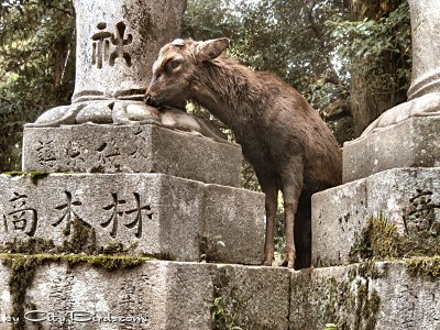 These Monuments Make Good Head Scratchers for Nara's Deer