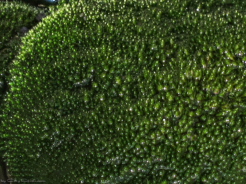 Rooftop Moss