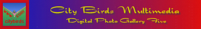 Digital Photo Gallery Five