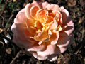 Winter Flower at Fort Mason, San Francisco