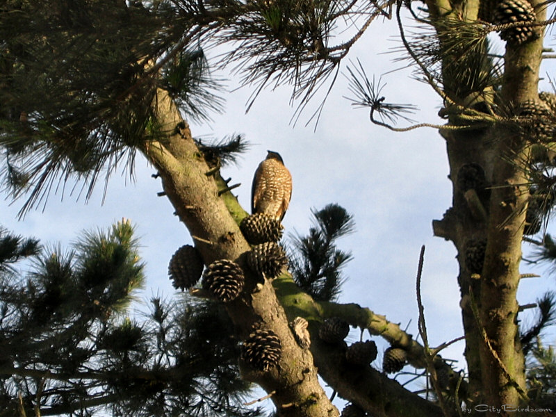 Sharp-shinned Hawk