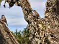 White-crowned and House Sparrows