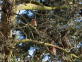An Orange and a Red Male House Finch