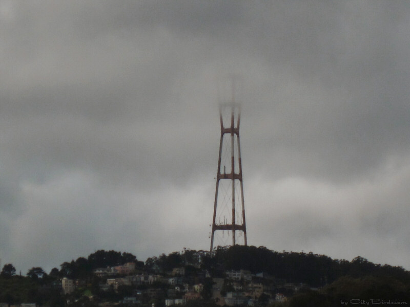 Rain Clouds Engulf Mt. Sutro, San Francisco