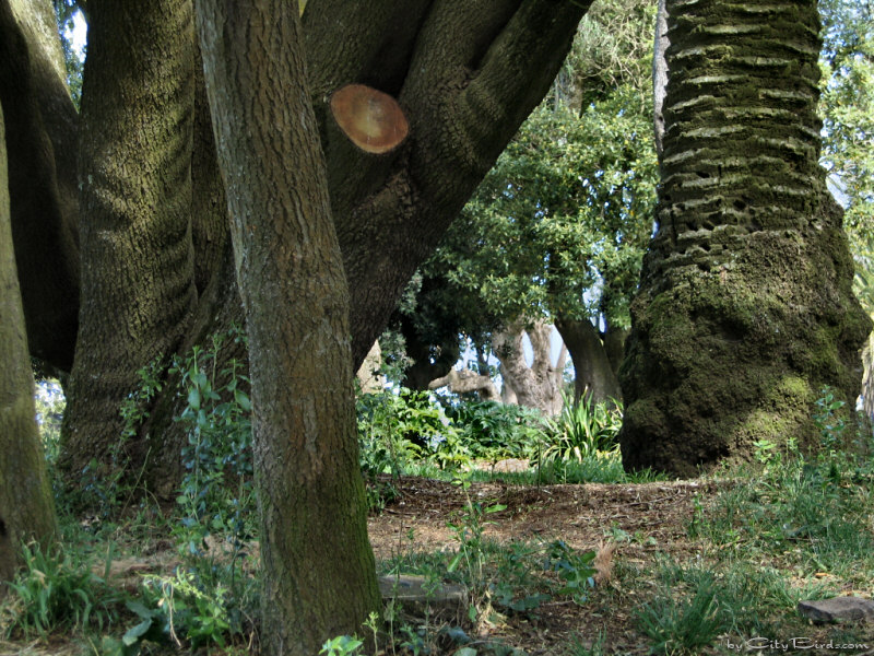 A view of San Francisco's Lafayette Park