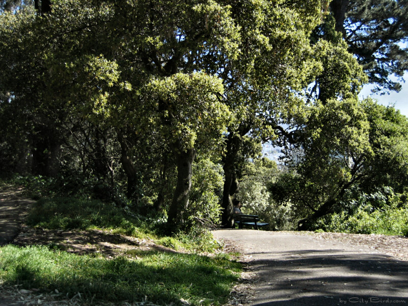 Relaxing in San Francisco's Lafayette Park
